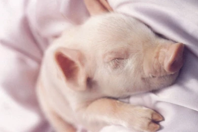 Domestic Pig Artiodactyl Free Wallpapers (24 Photos) For Your ...