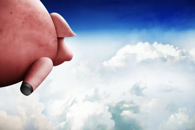 Flying Pig Wallpapers   Funny Wallpapers