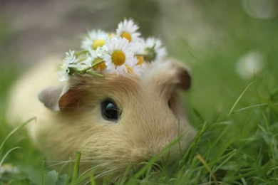 Cute Pig Wallpapers HD Free Download Of Guinea Pig