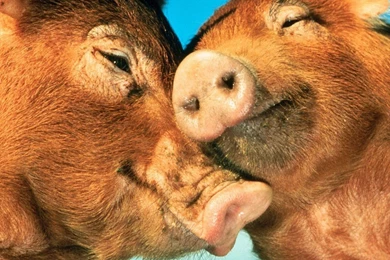 Pig Wallpapers   Crazy Frankenstein