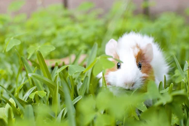 White Pig Wallpapers HD Download For Desktop & Mobile