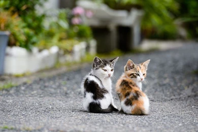 Curious Kittens Wallpapers   Animal Wallpapers
