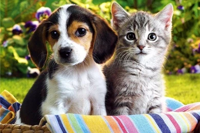Cute Puppies And Kittens 4 Cool Wallpapers Hd Wallpapers ...