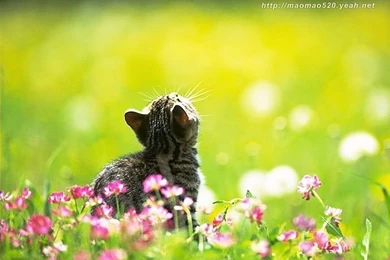 Super Cute Little Kittens Wallpapers 33   Wallcoo.net