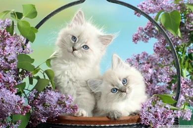 Candy Kittens Kittens Wallpapers