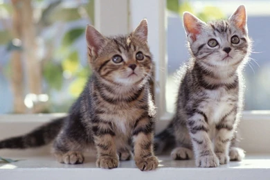 Kittens Wallpapers   Animal Wallpapers