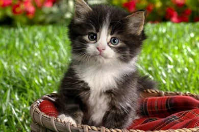 88troolikiol: Kittens Wallpapers
