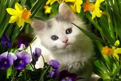 Cute White Cats And Kittens Wallpapers Part 2 MultiFunnycatvideos ...