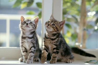 Free Wallpapers Two Kittens Free Kittens Wallpapers