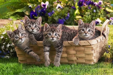 Kittens Wallpapers   Animal Wallpapers