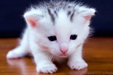 Animals Cats Kittens Wallpapers   (
