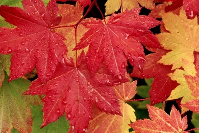 Fall Leaves Desktop Wallpapers   Widescreen HD Wallpapers