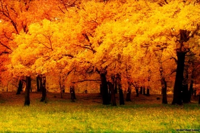 Hd Wallpapers Nature Fall