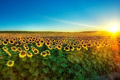 Free Download Mini iPad HD Wallpapers (166)