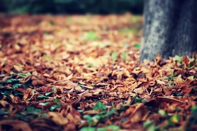 Little Flower, Vintage, Leaves, Fall, Macro, Desktop, Wallpapers