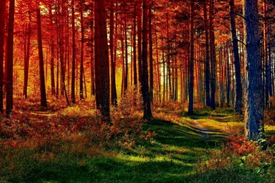 Forest Path HD Wallpapers HD Wallpaper Backgrounds Of Your Choice