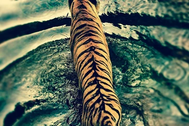 Tiger Free Ipad Wallpapers