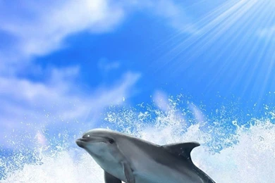Ocean Jumping Dolphin Under Sunlight iPhone 6 Wallpapers Download ...
