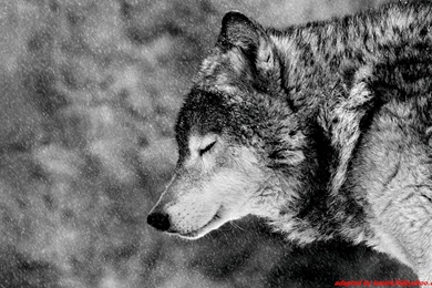 Wolf Computer Wallpapers, Desktop Backgrounds