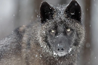 Wolf HD Wallpapers.