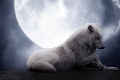 Wolf Wallpapers HD A28   Wallpapers
