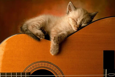Kitty Sleep On Guitar Wallpapers