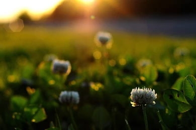 Daily Wallpaper: Beautiful Sunrise