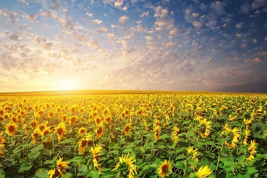 Sunflowers Sunrise Wallpaper.jpg