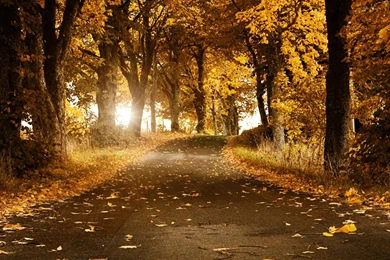 Desktop Wallpapers 1280x1024