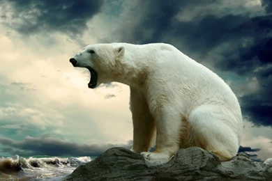 1280x1024 Polar Bear Hd Wallpapers