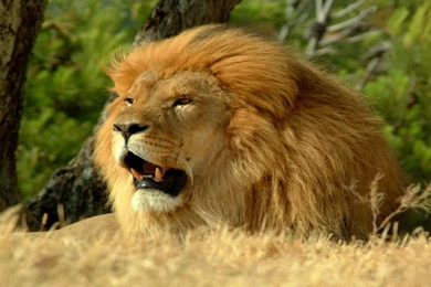 Free Download 2015 Lion HD Wallpapers 1080p