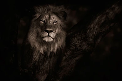 Lion Hd Wallpapers ›› Page 0