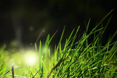 Download Beautiful Nature Gras Nature Wallpapers