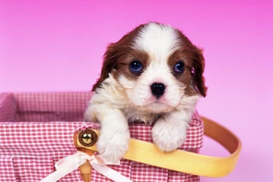 Cute Puppy Wallpapers For Computer   PowerballForLife