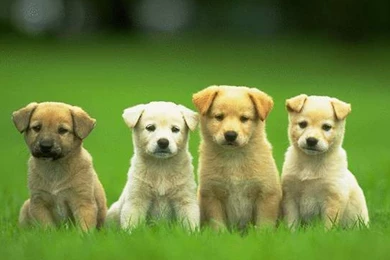 Cute Dogs And Puppies Wallpapers