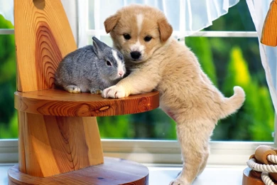 Cute Little Rabbit And Puppy Wallpapers HD