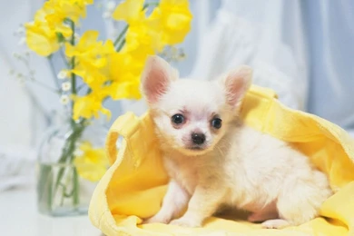 Cute Puppies Photos   Lovely Puppy Portraits 1024x768 NO.42 ...