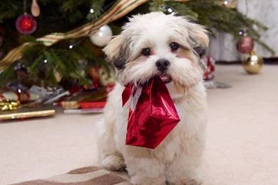 Cute Puppy Valentines Day Wallpaper 5.jpg