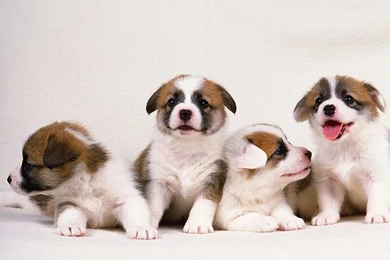 Ko839uwav: Cute Puppies Wallpapers