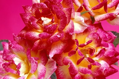 Hot Pink Roses, Bunch Of Flowers Pics