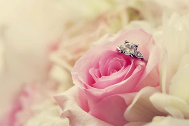 Pink rose_110827788.jpg