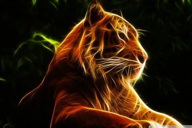 Tiger HD Desktop Wallpapers : Widescreen : High Definition ...