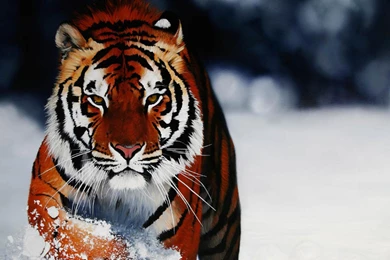 Tiger HD Wallpapers And Backgrounds