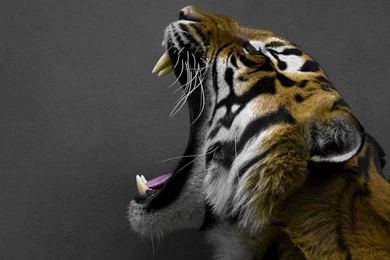 Yawning Tiger Wallpapers