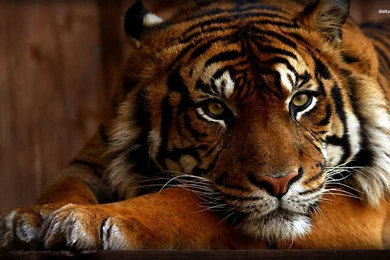 Tiger Mac Backgrounds Top Wallpapers / Wallpapers Tiger 11340 High ...