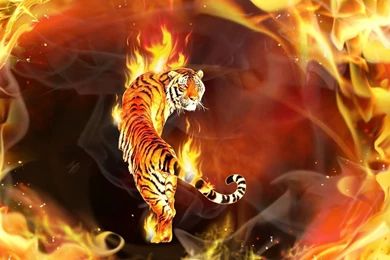 Download HD Wallpapers Of Tigers