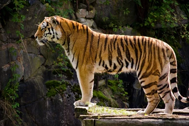 Awesome Royal Filled HD Tiger Wallpapers [Hand Picked]   Stugon