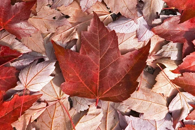 Download Wallpapers 3840x2160 Canada, Flag, Leaves, Maple, Cool 4K ...