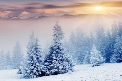 Winter Wallpapers Android Phones