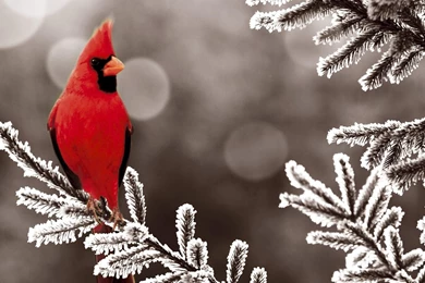 Winter Cardinal Bird Desktop Backgrounds Wallpapers Attachment 3843 ...